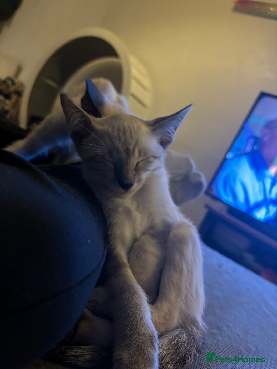 Siamese cats for sale: Playful Siamese Boys – Needs a Forever Family in Harpenden - Image 10