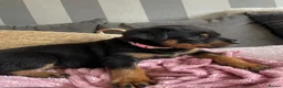 Rottweiler dogs for sale: Beautiful Rottweiler puppies ready now in Dartford - Advert 9