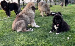 Caucasian Shepherd Dog dogs for sale: 🧸Caucasian Shepherd Puppies Ready Now! 🧸 - Image 10