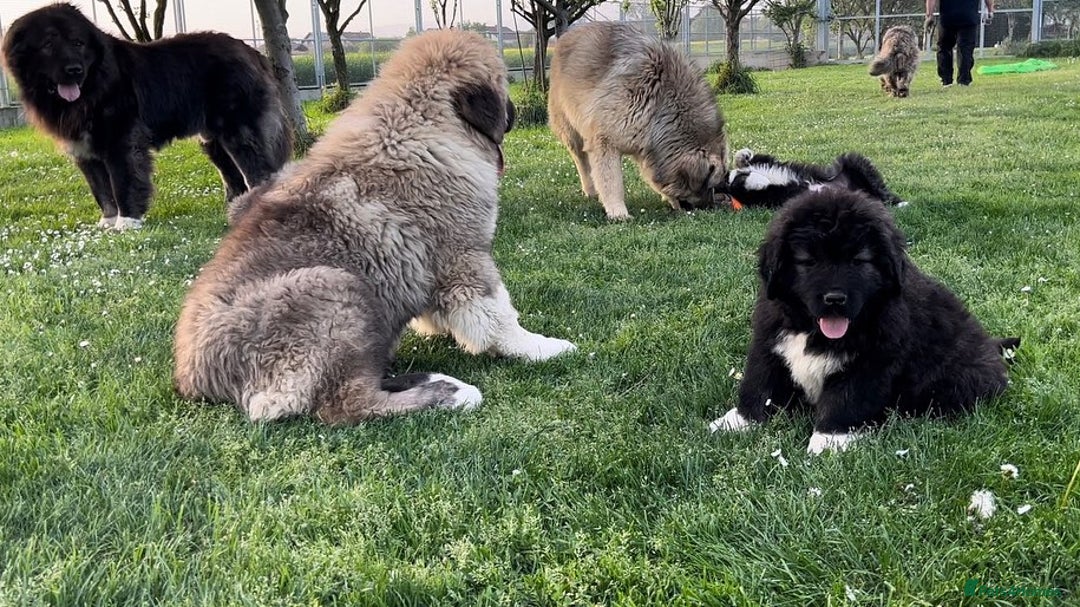 Caucasian Shepherd Dog dogs for sale: 🧸Caucasian Shepherd Puppies Ready Now! 🧸 - Image 10