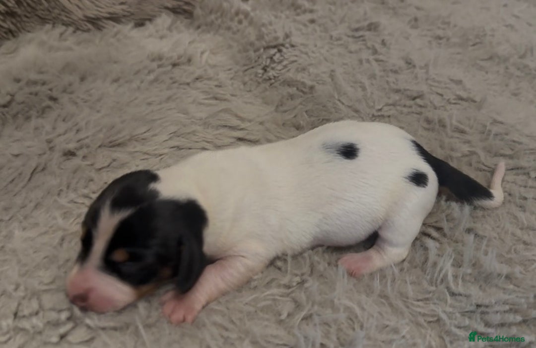 Miniature Dachshund dogs for sale: Beutiful mini dachshund pups  - Advert 6
