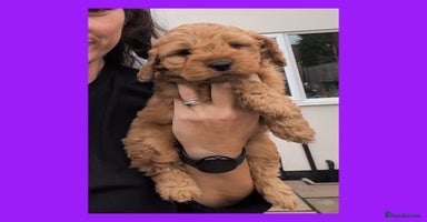 Cockapoo dogs - Advert 10
