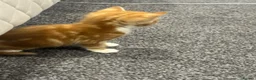 Mixed Breed cats for sale: Kittens  in Chelmsford - Advert 10