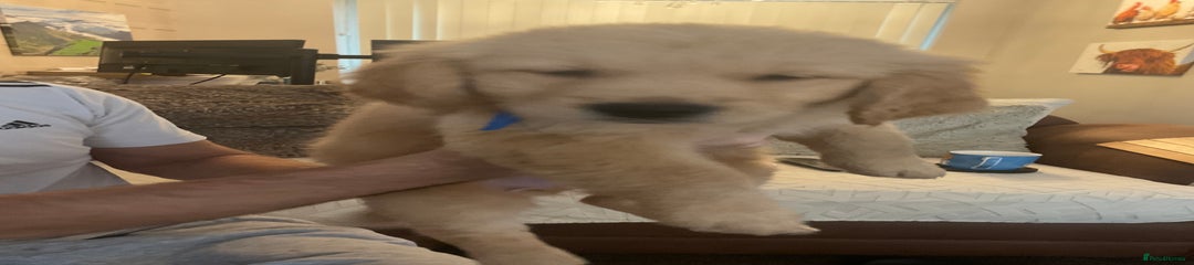 Golden Retriever Puppy 10