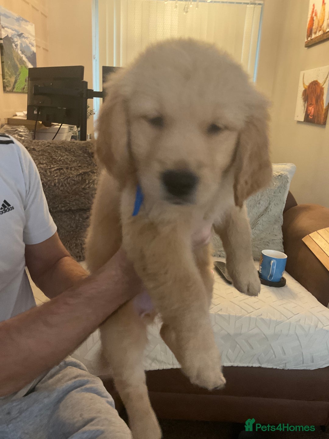 Golden Retriever dogs for sale: Ready Now Golden Retriever Puppies - Image 10