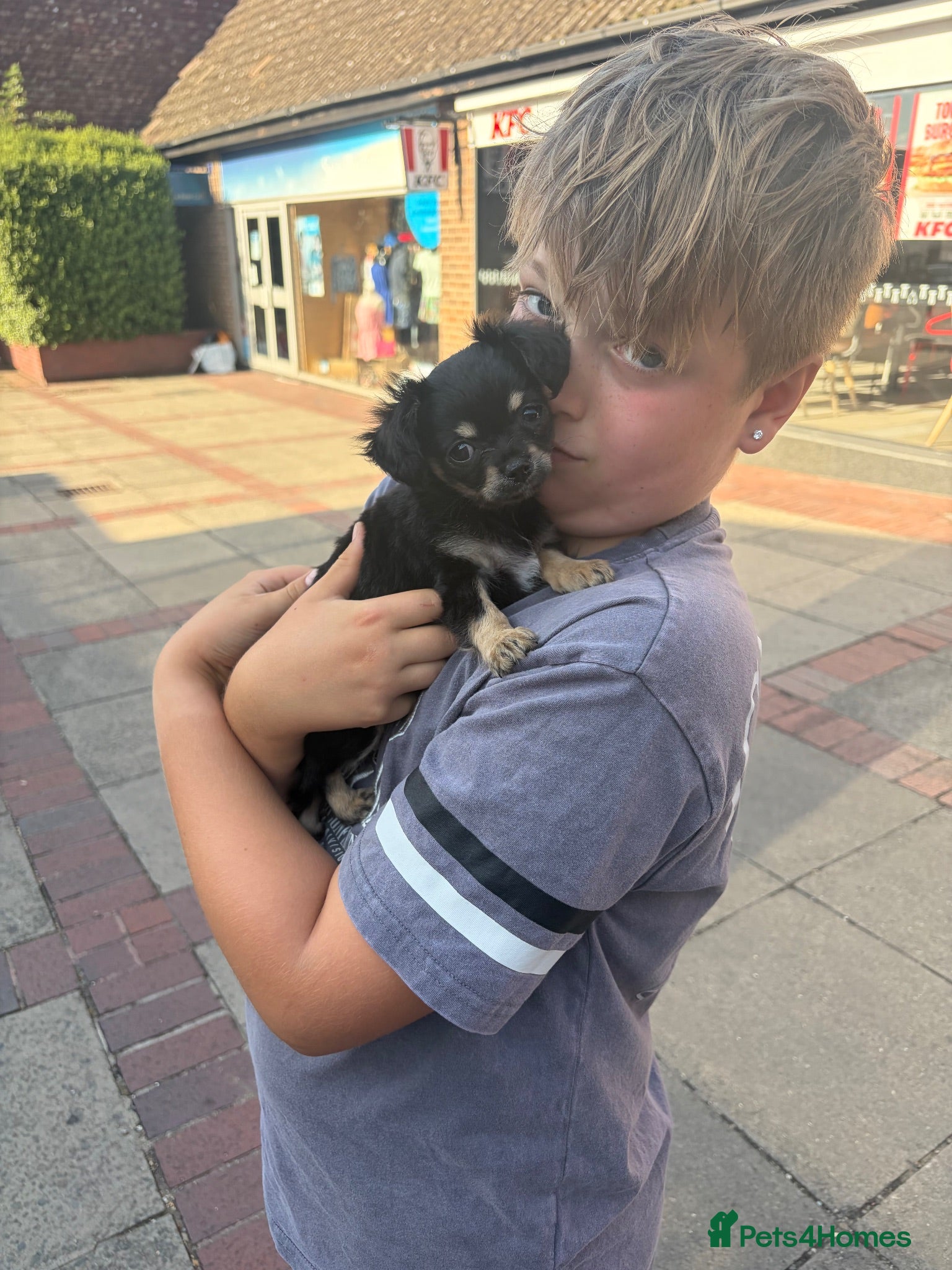 Chihuahua dogs  🐾 £2000 One little precious girl remaining 🐾  - Advert 18