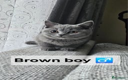 British Shorthair cats for sale: Beautiful Pedigree British short hair kittens🐈 in Buckhurst Hill - Image 15