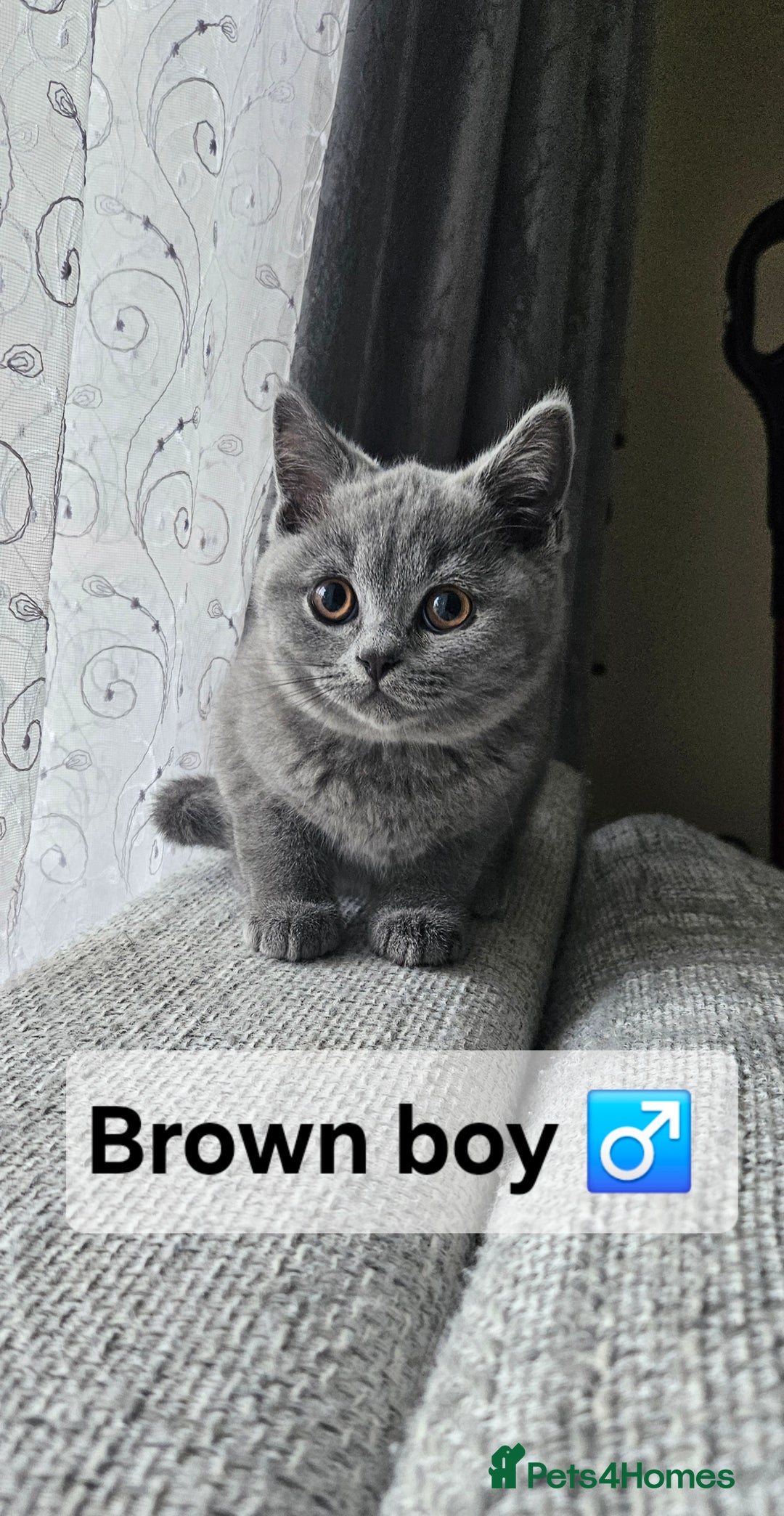 British Shorthair cats for sale: Beautiful Pedigree British short hair kittens🐈 in Buckhurst Hill - Image 15