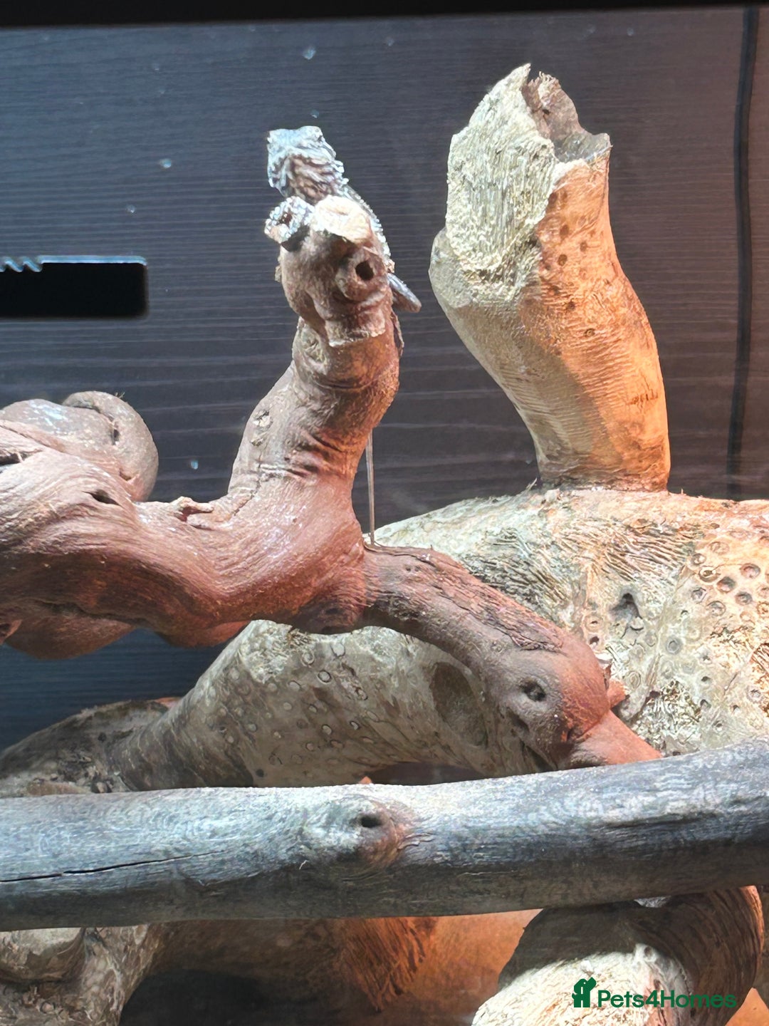 Bearded Dragon reptiles for sale: Bearded Dragon  - Advert 1