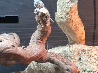 Bearded Dragon reptiles Bearded Dragon - Advert 1