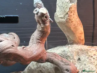 Bearded Dragon reptiles Bearded Dragon - Advert 14