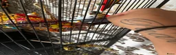 Budgerigars birds for sale: Budgie pair of males and full set up - Advert 3