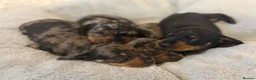 Miniature Dachshund dogs for sale: Kennel Club Miniature Dachshunds ready 23rd May - Advert 7