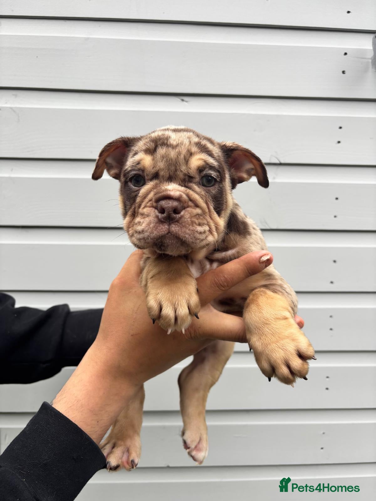 English Bulldog Puppy 8