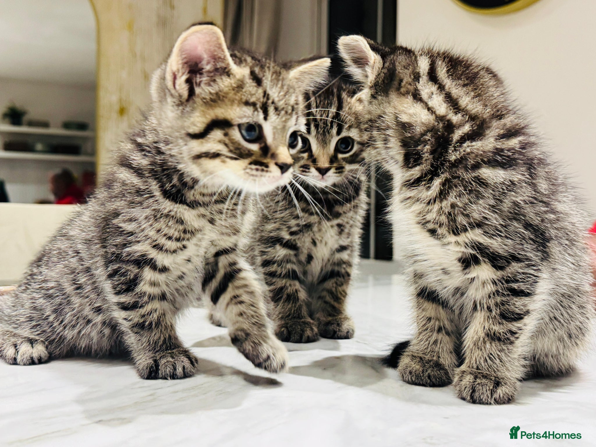 Mixed Breed cats for sale: Ragdoll mix Kittens – Ready for a Forever Homes! - Advert 2