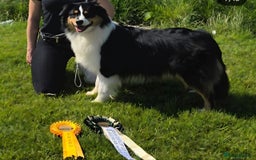 Mixed Breed dogs for sale: Aussiedor puppies - Image 10