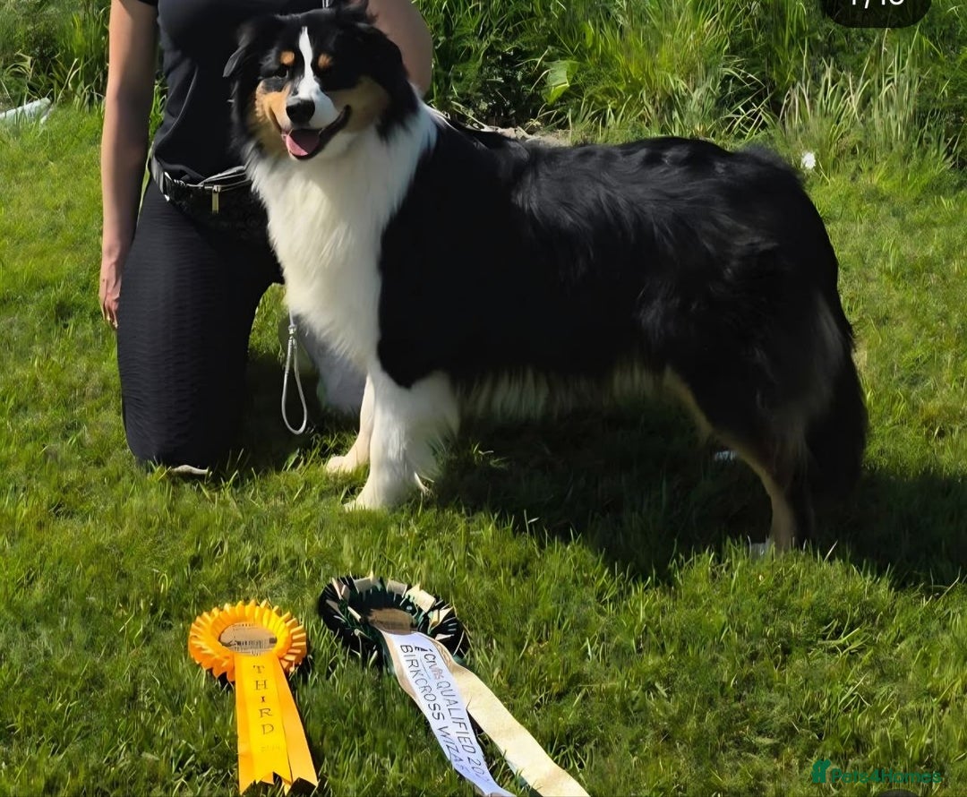 Mixed Breed dogs for sale: Aussiedor puppies - Image 10