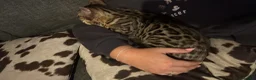 Bengal cats for sale: 2yo TICA Bengal Registered Rosetted Queen  - Advert 11