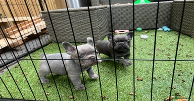 French Bulldog dogs - Advert 10