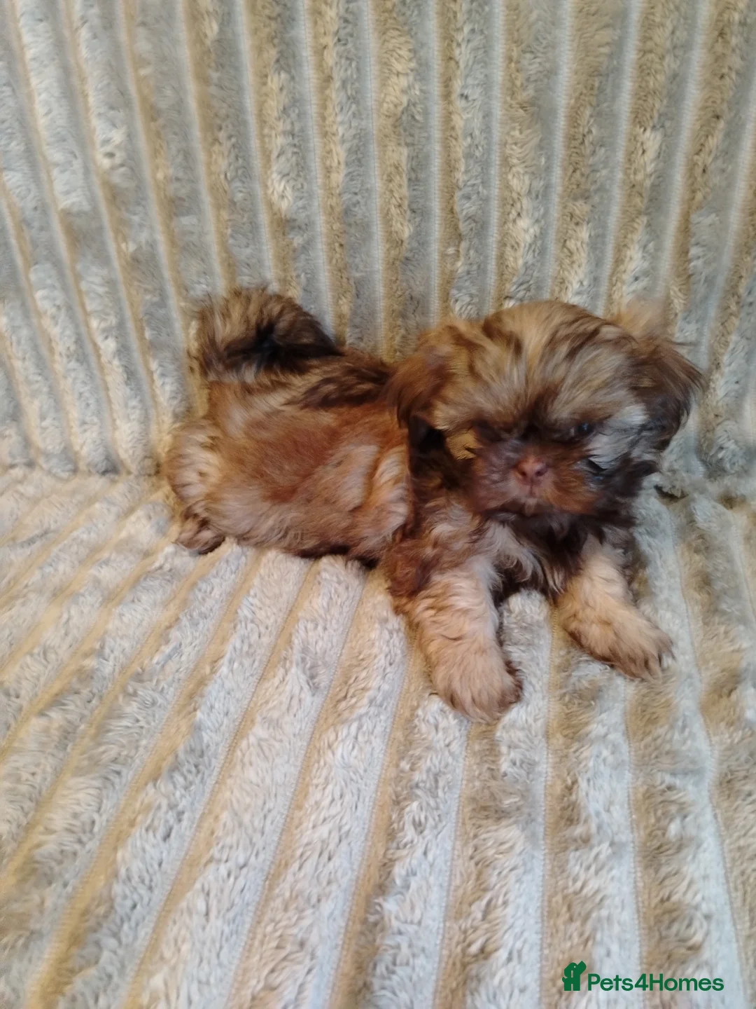 Shih Tzu dogs for sale: Beautiful imperial shih tzu babies  - Advert 10