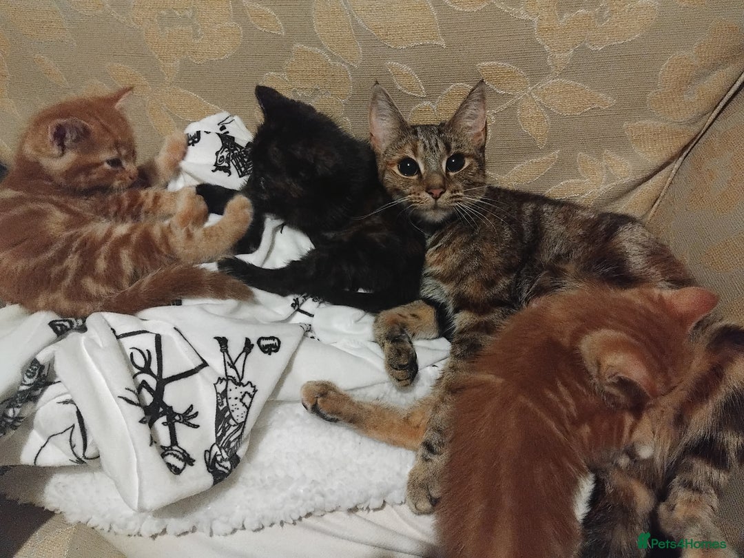 Mixed Breed cats for sale: 3 adorable 6 week old kittens. - Image 12