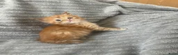 Maine Coon cats for sale: Beautiful Maine coon kittens - Advert 16