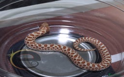 Snake reptiles for sale: Hognose snakes  - Image 10