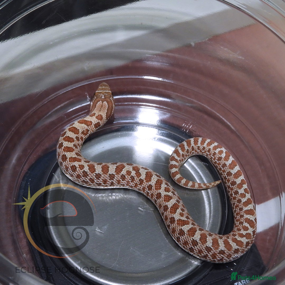 Snake reptiles for sale: Hognose snakes  - Image 10