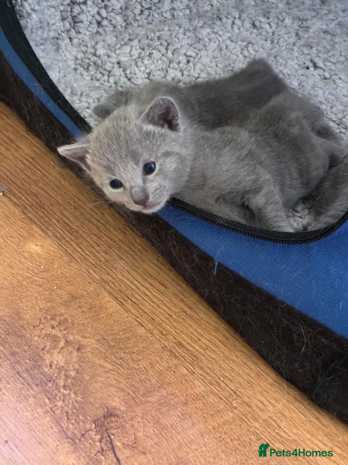 Russian Blue cats TICA 5* pedigree Russian Blue Kittens - Advert 2
