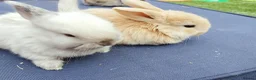 Mini Lop rabbits for sale: Mini Lop Bunnies - Advert 2