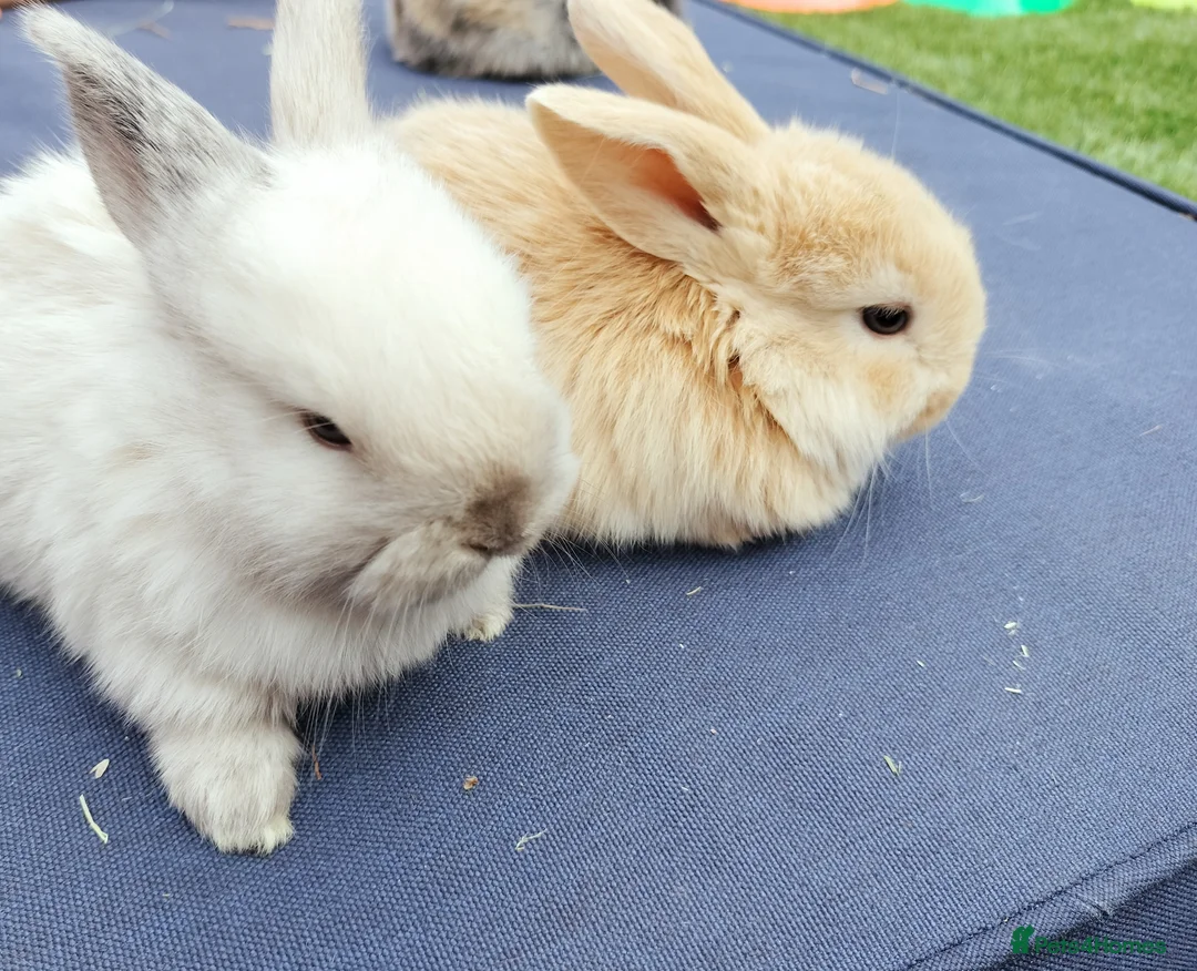 Mini Lop rabbits for sale: Mini Lop Bunnies - Advert 2
