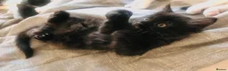 Mixed Breed cats for sale: Super Fluffy Ragdoll x Kittens!! £100-£180 - Advert 28
