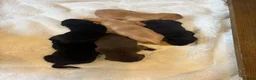 Labrador Retriever dogs for sale: D.N.A. Tested Labrador Puppies - Advert 3