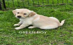 Golden Retriever dogs for sale: KC GOLDEN RETRIEVER PUPPIES  - Image 21