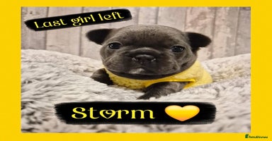 French Bulldog dogs - Advert 2