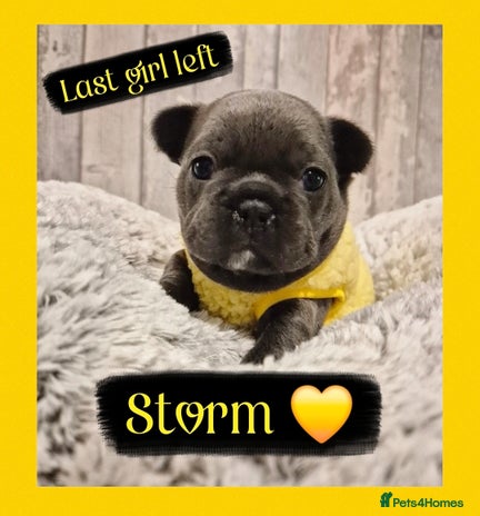 French Bulldog dogs - Advert 3