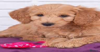 Goldendoodle dogs - Advert 2
