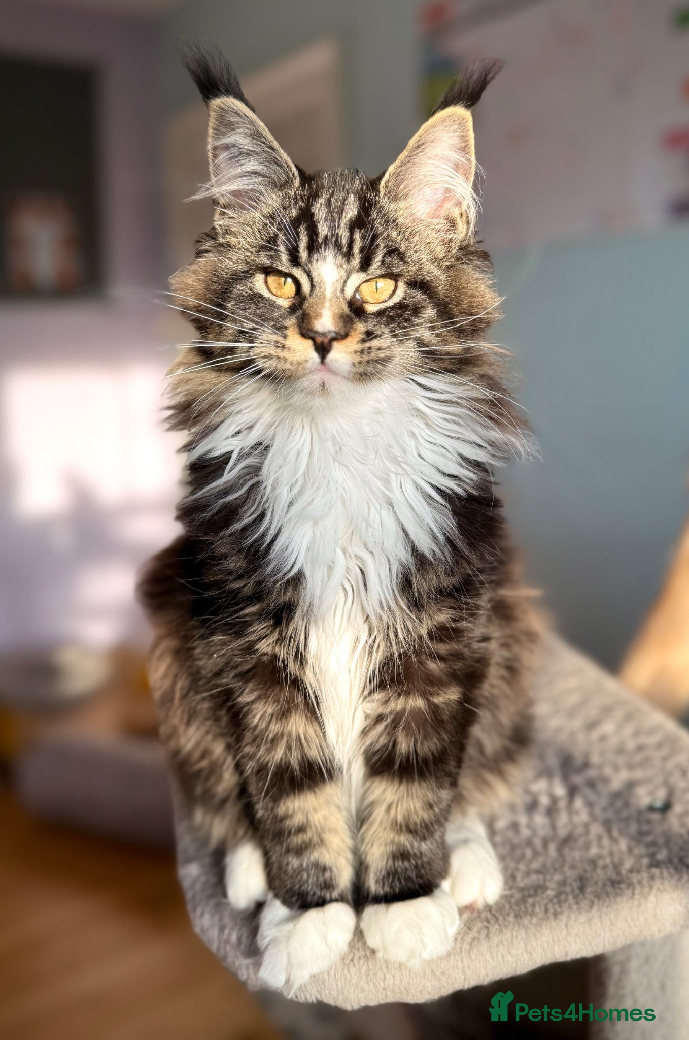 Maine Coon cats Affectionate Maine coon kittens home raised  - Advert 1