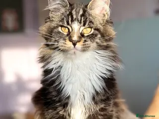 Maine Coon cats Affectionate Maine coon kittens home raised - Advert 1