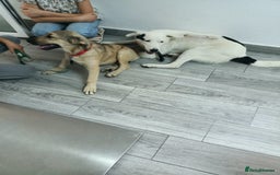 Mixed Breed dogs for adoption: 🌸MEET BIANCA - A Gentle Girl for a Loving Home - Advert 16