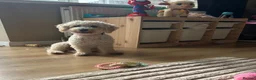 Cavapoo dogs for sale: Beautiful female Cavapoo - Advert 2