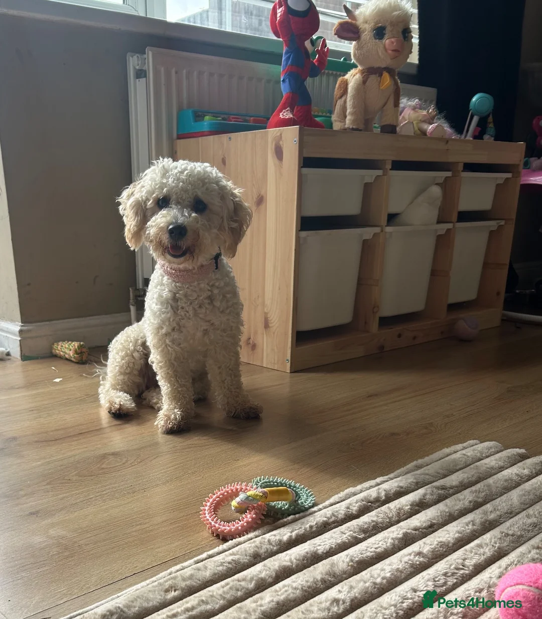 Cavapoo dogs for sale: Beautiful female Cavapoo - Advert 2