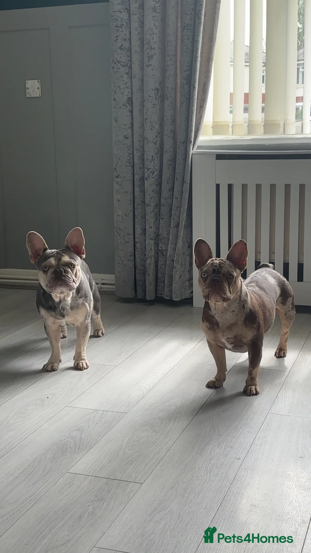 French Bulldog dogs for sale: Stunning, colourful litter of 8 French Bulldogs - Advert 4