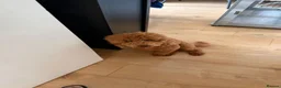 Cockapoo dogs for sale: Cockapoo puppy - Advert 7