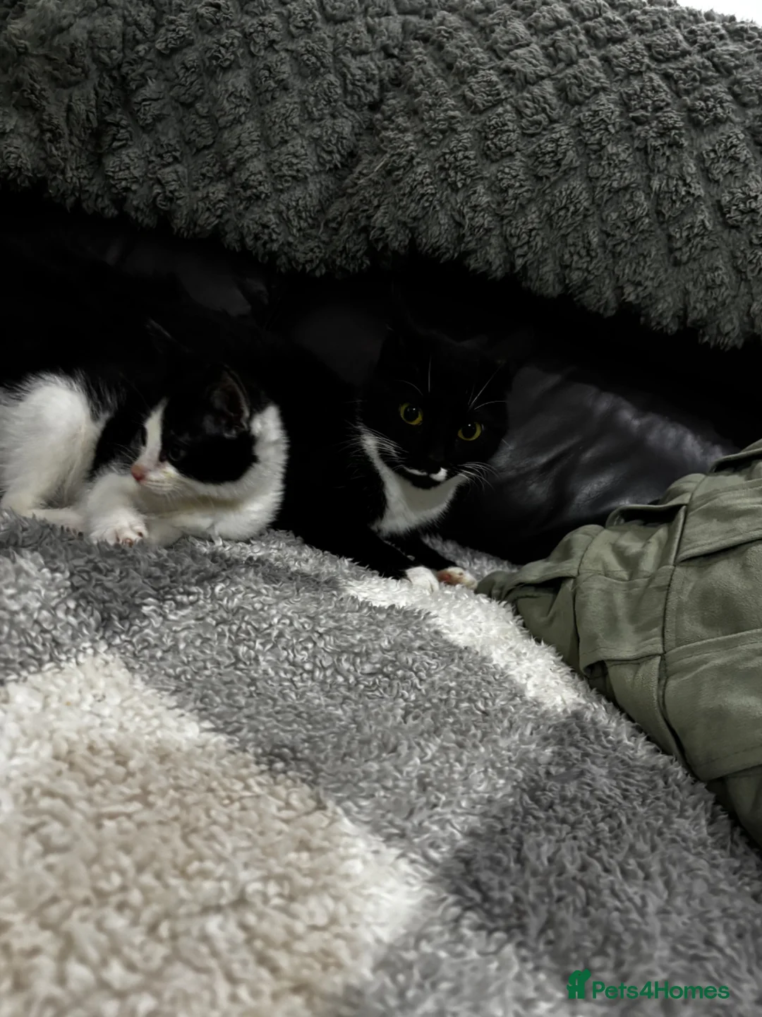Mixed Breed cats for sale: 5 gorgeous kittens for sale  - Advert 8