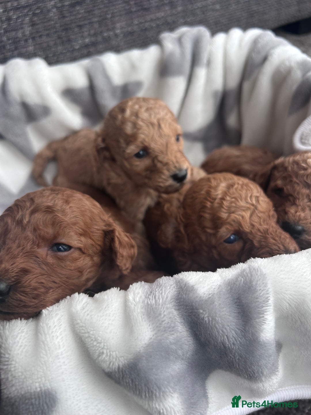 Miniature Poodle dogs for sale: Miniature poodles - Advert 16