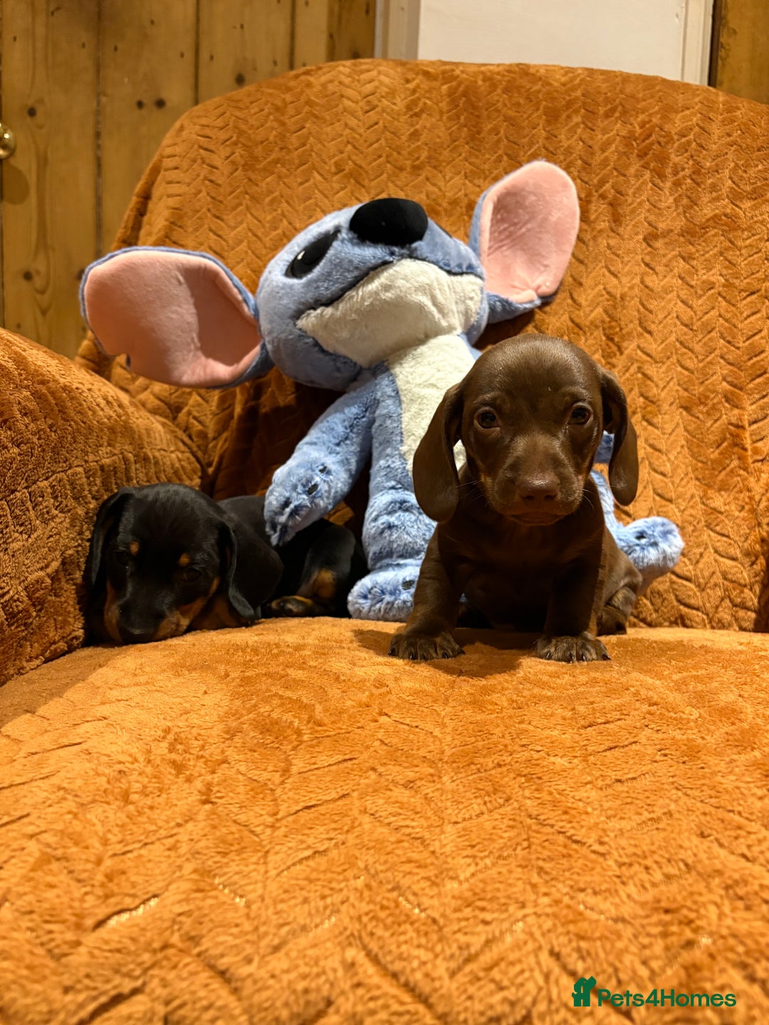 Miniature Dachshund dogs for sale: Beautiful boys  - Advert 6