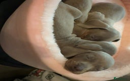 Miniature Dachshund dogs for sale: Miniature dachshund  - Image 1