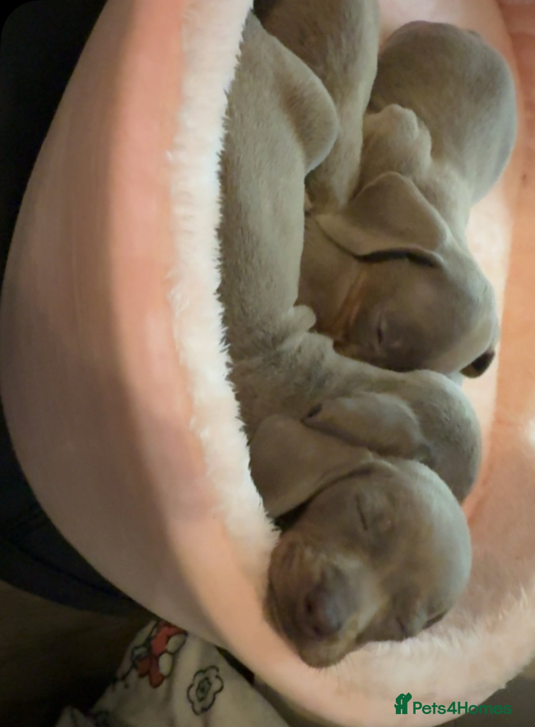 Miniature Dachshund dogs for sale: Miniature dachshund  - Image 1