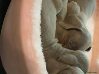 Miniature Dachshund dogs - Advert 29